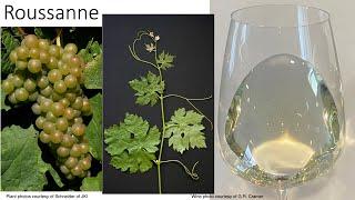 Grape Variety #33: Roussanne