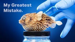 The Truth About My Pufferfish