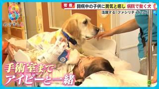 【密着】闘病中の子どもたちに“勇気と癒し”…病院で働く犬｢ファシリティドッグ」とは？【めざまし８ニュース】