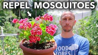 10 rastlín, ktoré odpudzujú komáre