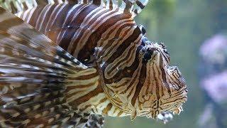 【SSTV】 Lion Fish Feeding Time | Week 1 | Growth Record