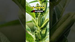 இளைச்சவனுக்கு எள்ளு | எள்ளின் பயன்கள் | Sesame Uses | Benifits of Sesame | Santhosh 2K Vivasayi