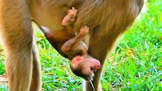 Wow!! Newborn Baby LiLy tries to hug Mom tightly Because She is scared Mom Leave her alone.