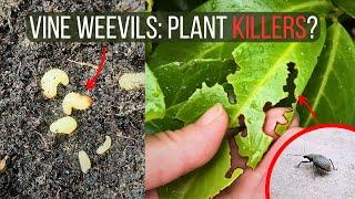 How To Identify And Control Vine Weevils: Stop Them Destroying Your Garden Plants