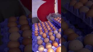 كرتونه البيضب٧٥ج البلدي والأحمر ١١٥#مصر #اكسبلور #فلوجات #بيض #food #تحدي #ترند#يوميات #