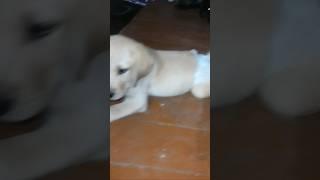 #sochonazarayesochona#labradog#shortvideo