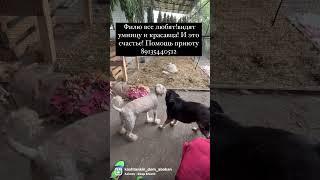 Сказки из жизни приют Хакасия помощь старикам и инвалидам! 89135440512