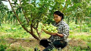 Collect firewood, harvest guava and grapefruit, go to the market to sell.