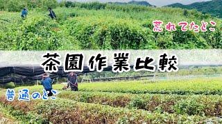 【日本茶】荒廃茶園と慣行茶園の刈り落とし農作業