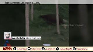 Wild buffalo in the population center of Thiruvananthapuram Mangalapuram; An injunction may be issued Gaur