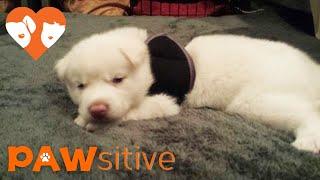 Siberian Husky Pup Scheduled for Euthanasia for Being Born Like This | PAWsitive 