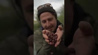 Einfach praktisch und fängig - Mainline Baits Shelf Life Boilies! #shorts #shortsvideo #shortsvideo