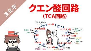 【生化学】クエン酸回路をくわしく解説