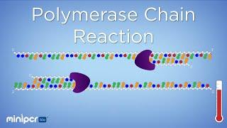 What is PCR? Polymerase Chain Reaction | miniPCR bio™