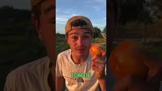 Récupérer ses graines de tomates  #permaculture #jardinage #legumes #potager #tomates #shots