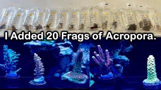 Is the Red Sea Reefer G2 ready for Acropora? I hope so.