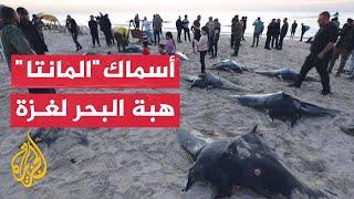 البحر يقذف بأسماك المانتا النادرة إلى شواطئ غزة