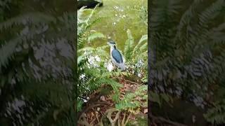 228公園 可愛大笨鳥