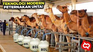 Masih Banyak yang Belum Tahu! Ternyata Begini Proses Peternakan Modern & Pemerah Susu Unta Otomatis