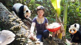 Harvest Wild Mushroom in the Forest Goes to market sell, Weeding the farm