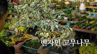 벤자민 고무나무 분재 | Purda Bonsai