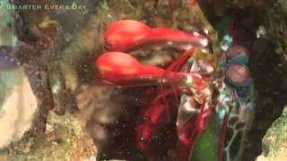 Mantis Shrimp Natural Miracle (made with Videoshop) #videoshop