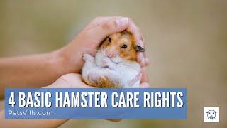 Basic Hamster Care Rights |  Care Tips for a Happy Hammy