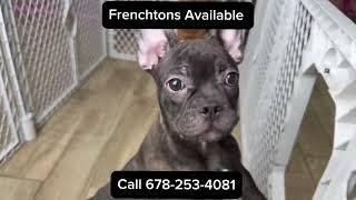 Frenchton Puppies For Sale Now