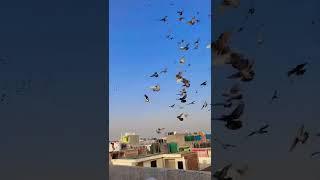 200 kabootar ki zabardast todh aasman se girte hue#short #delhipigeonlover #kabootar #foryou #viral