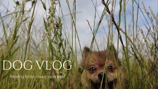 Relaxing Dog Walk Vlog | British Countryside | ASMR | Trying out the DJI POCKET 2