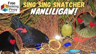 KAKAIBANG IBON NA SA AUSTRALIA MO LANG MAKIKITA | Bowerbird, Lyrebird, Cockatoo, Buzzard at Emu