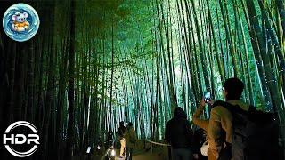 [Kyoto] Japanese Garden at Kodaiji Temple at night. #walking_tour