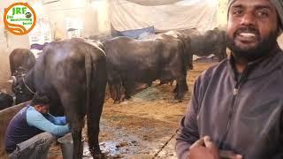 For Sale Milking Video Murrah Breeder #Sukhdev 9729214090 गाँव शेरगढ़, कैथल