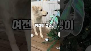 밖에서는 여전히 경계를 많이 해요~큰 소리만 나도 깜짝깜짝 놀래요. #겁쟁이강아지