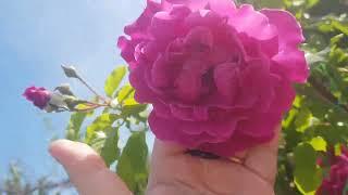 Дачные будни в Крыму)).  ЖАРА !!!  Почему  южане так любят  чайно- гибридные розы???!!!!!!!!