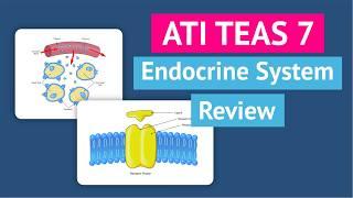 TEAS 7 Science Review | Endocrine System with TEAS 7 Science Practice Questions