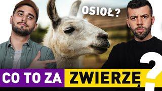 ZNASZ TE ZWIERZĘTA? Odgadnij ZWIERZĘ ze ZDJĘCIA!