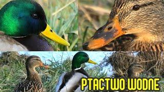 KACZKI NAD STAWEM – ZIMOWE OBSERWACJE #ptaki #ptactwowodne #ptactwo #birds #waterbirds #kaczki