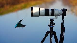 Kingfisher, Sony a7R IV and Sony 200-600G and Benro tripod