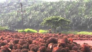 PALM OIL PART 4