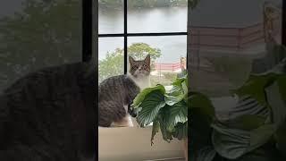 Pawsome Moments  #8 #catfunnyshort #catfunnyvideo #catlover #shorts