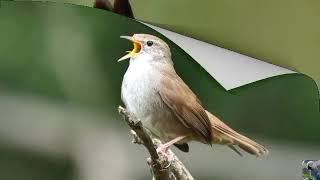 Голоса птиц: Широкохвостая камышовка, или широкохвостка