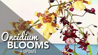 ONCIDIUM BLOOMS + UPDATE | Mislabeled Oncidiums? | Fragrant Orchids | Orchids in Bloom