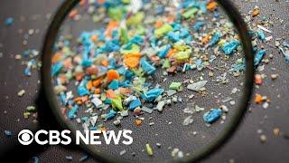 How dangerous are microplastics and how often do people ingest them?