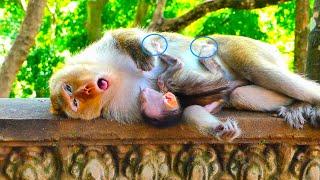 Update! Young mama monkey Jenny lose much energy working h@rd to look after baby Jessy.