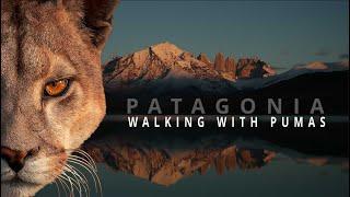 Pumas of Patagonia – An Epic Wildlife Adventure in Torres del Paine