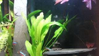 Fennstones, chimney cave house for fish tank