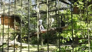 Tierpark Chemnitz Fütterung Persicher Leopard