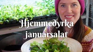 Hjemmedyrket januarsalat