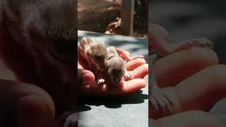 How to take care of baby squirrels! #myrurallife #babysquirrels #babycare #shorts